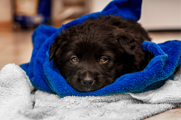 Things To Do Kennels & Boarding